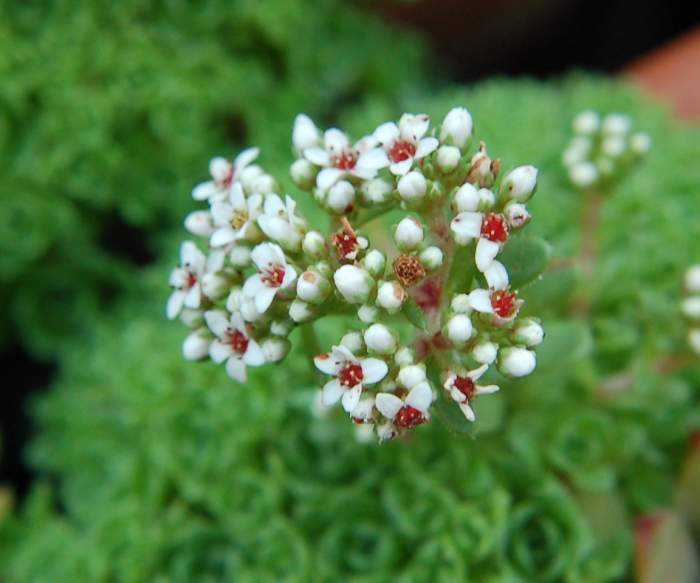 Sempervivum Dachwurz Hauswurz